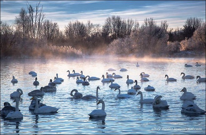 Vẻ đẹp kỳ ảo của vào mùa đông chết tại hồ thiên nga